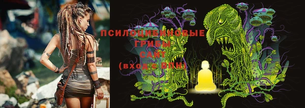 прущие грибы Касимов